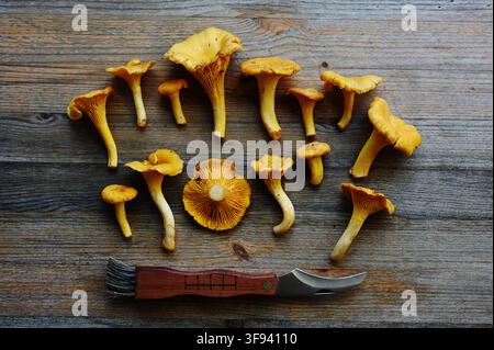 Eine Sammlung frisch gepflückter goldener Pfifferlinge, die auf einer rustikalen Holzoberfläche arrangiert sind, wobei mehrere Pilze aus verschiedenen Blickwinkeln gezeigt werden Stockfoto