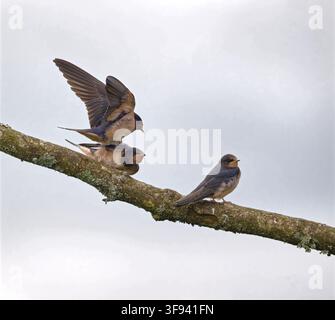 Rauchschwalben Stockfoto