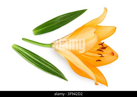 Orange Lilienblüte isoliert auf weißem Hintergrund. Oberansicht. Flachlage Stockfoto