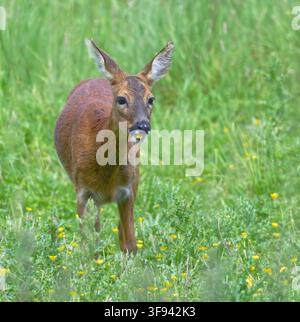 Europäische Rehe Stockfoto