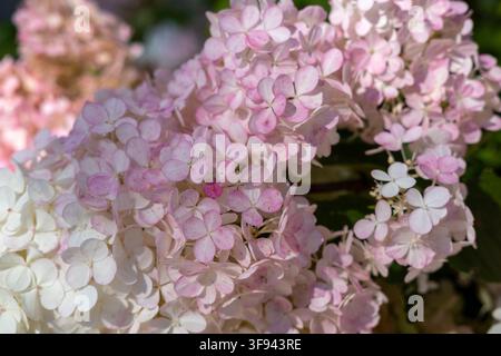 Ein dichter Büschel aus rosa und weißen Hortensien blüht in einer sonnendurchfluteten Gartenumgebung. Stockfoto