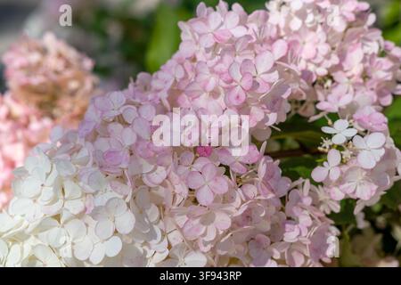 Rosa und weiße Hydrangea-paniculata-Blüten blühen an einem hellen Outdoor-Gartenort. Stockfoto