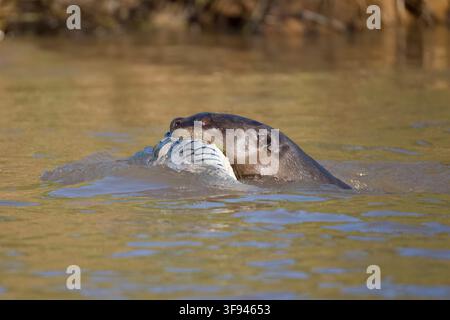 Riesenotter schwimmt mit einem großen Fisch Porto Jofre Pantanal Brasilien Stockfoto
