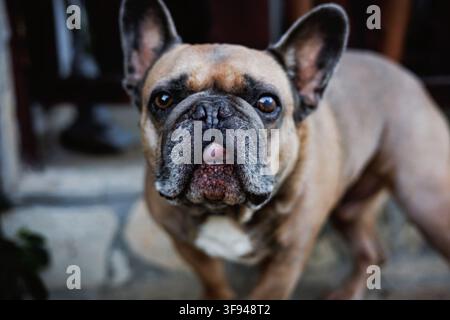 Lustige französische Bulldogge schaut mit neugierigem Ausdruck in die Kamera Stockfoto