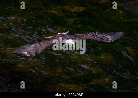 Ein Weißkopfseeadler gleitet Zentimeter über der dunklen Flussfläche, während er nach Beute Ausschau hält, die Flügel vollständig ausgestreckt in einem dramatischen Tiefflug. In natura aufgenommen Stockfoto