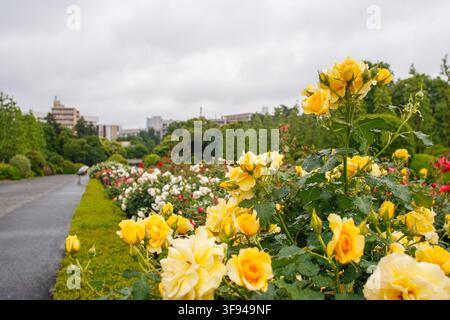 Lebendige gelbe und weiße Rosen blühen entlang eines Weges an einem bewölkten Tag im Shinjuku Gyoen Nationalgarten in Tokio, Japan. Stockfoto