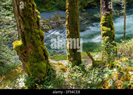 Kleine Waldcreek-Rapids Stockfoto