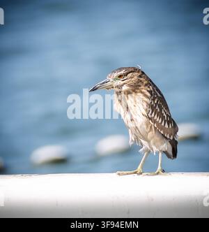 Ein junger Schwarzkronen-Nachtraben, Nycticorax nycticorax, steht neben ruhigem Wasser. Der junge Vogel zeigt charakteristisches gestreiftes braunes Gefieder Stockfoto