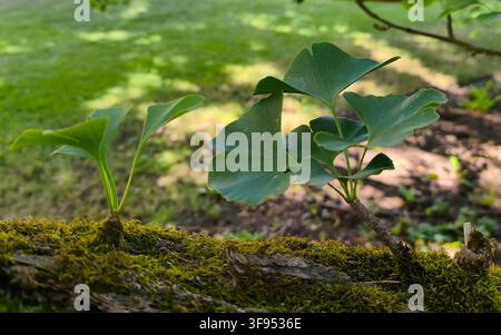 Junge grüne Ginkgo-Biloba-Blätter, die aus einem moosigen Ast in einem Park wachsen Stockfoto