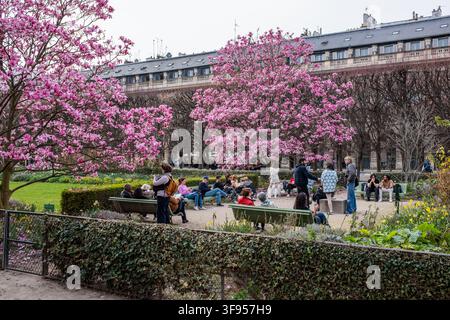 Kirschblütenbäume in den Gärten des Palais Royal in Paris, Frankreich Stockfoto