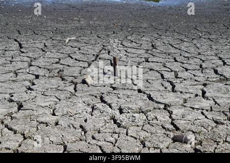 London, UK, 14. August 2026. Ein großer Teil eines Teiches im Wanstead Park trocknet aus, da Trockenheitsbedingungen und Hitzewellen in Teilen des Vereinigten Königreichs anhalten. Credit: Vuk Valcic/Alamy Live News Stockfoto