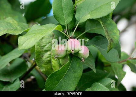 Unreife grüne Äpfel, die im Sommer an einem Apfelbaumzweig wachsen. Konzept für natürliche Fruchtentwicklung und Gartenbau. Stockfoto