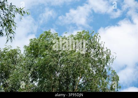 Weidenbaumkronen vor blauem Himmel mit weißen Wolken. Natürliche saisonale Landschaft. Stockfoto