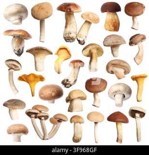 Verschiedene essbare Pilze isoliert auf Weiß, gesetzt Stockfoto
