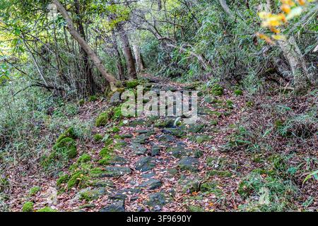 Ein moosbewachsenes Steinpflaster der historischen Tōkaidō-Straße windet sich durch den Wald nahe Hakone, Präfektur Kanagawa, Japan. Das Shogunat ließ die Route 1680 mit Stein pflastern, um zu verhindern, dass sie im feuchten Bergklima zu einem schlammigen Pfad wird. Stockfoto