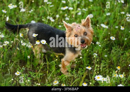 Süßer Yorkshire Terrier steht in einem Kamillenblumenfeld, glücklicher Yorkie-Hund mit Haube Porträt auf grüner Wiese, Haustier läuft in der Sommernatur Stockfoto