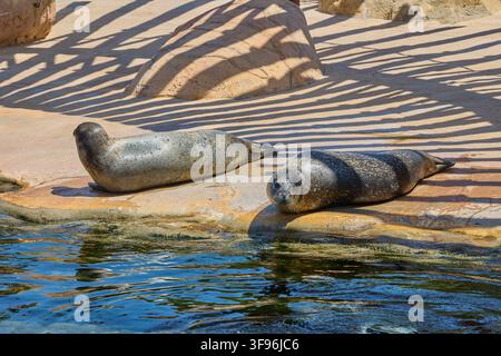 Seehunde ruhen an einem felsigen Ufer neben klarem Wasser. Stockfoto