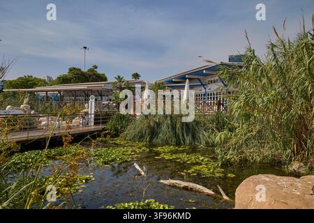 Feuchtgebietsteich mit üppiger Vegetation in einem gestalteten Aquariumpark. Stockfoto