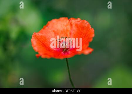 Rote Mohnblume blüht vor einem verschwommenen grünen Hintergrund Stockfoto
