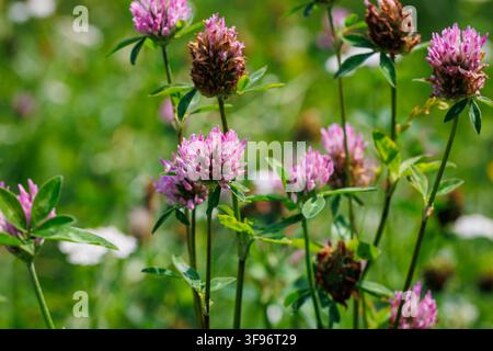 Rosa Rotklee-Blüten, die an hohen Stängeln auf einer Wiese blühen Stockfoto