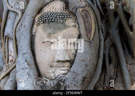 Sandstein-Kopf einer Buddha-Statue, eingebettet im Wurzelsystem eines Stranglerfeigenbaums (Ficus religiosa), Wat Mahathat, Ayutthaya, Thailand, Asien Stockfoto