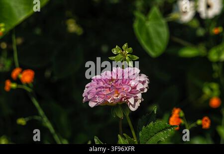 Eine rosa dekorative Dahlienblüte in voller Blüte Stockfoto