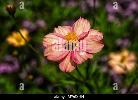 Eine Apricotta-Gartenkosmee (Cosmos bipinnatus) Blüte Stockfoto