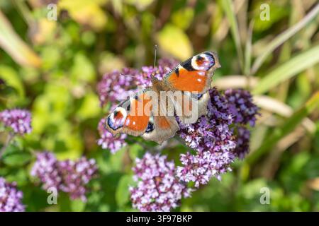 Ein Pfauenblattfalter ruht auf Büscheln kleiner violetter Blüten. Die Szene spielt in einem Garten oder einem Naturgebiet bei Tageslicht. Der Schmetterling zeigt seine farbenfrohen Flügel. Stockfoto