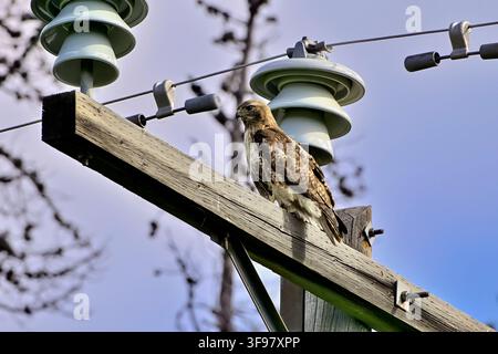 Ein Rotschwanzbussard, "Buteo jamaicensis", der auf einem Strommast sitzt und versucht, von seinem hohen Sitz aus ein Beutetier zu entdecken Stockfoto