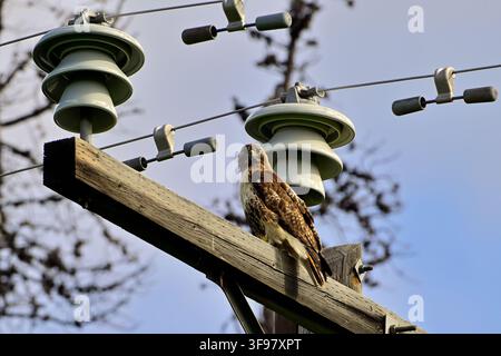 Ein Rotschwanzbussard, "Buteo jamaicensis", sitzt auf einem Strommast und versucht, von seinem hohen Aussichtspunkt aus ein Beutetier zu entdecken Stockfoto