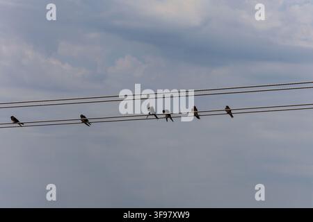 Kleine Schwalben, die zusammen auf Überkopfdrähten unter einem dramatischen bewölkten Himmel ruhen. Minimale Komposition mit großen offenen Bereichen, geeignet für Text oder Umgebungen Stockfoto