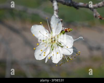 Nahaufnahme einer weißen amerikanischen Pflaume (Prunus americana) mit gelben Staubbeuteln im Frühling in Colorado, USA. Stockfoto