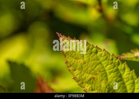 Detaillierte Nahaufnahme eines frischen grünen gezackten Blattes, das von warmem Sonnenlicht beleuchtet wird, mit einem weichen natürlichen Hintergrund. Stockfoto