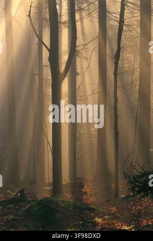 Neblig, Bayerischer Wald, Spätherbst. Buchen (Fagus Sylvatica) und Fichten (Picea Abies) Stockfoto