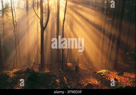 Neblig, Bayerischer Wald, Spätherbst. Buchen (Fagus Sylvatica) und Fichten (Picea Abies) Stockfoto