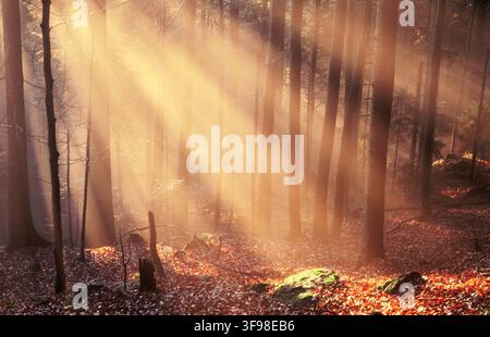 Neblig, Bayerischer Wald, Spätherbst. Buchen (Fagus Sylvatica) und Fichten (Picea Abies) Stockfoto