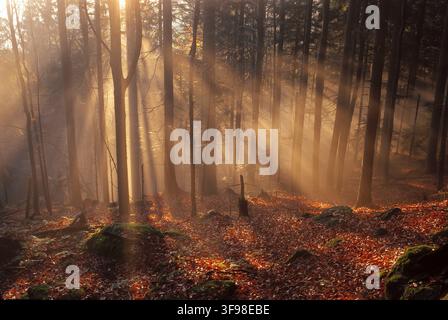 Neblig, Bayerischer Wald, Spätherbst. Buchen (Fagus Sylvatica) und Fichten (Picea Abies) Stockfoto