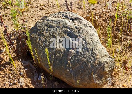 Großer Migmatit-Boulder mit einer auffälligen rosa Quarz- und Feldspat-Ader, die durch dunkles graues Gneisgestein in einer trockenen natürlichen Landschaft führt Stockfoto