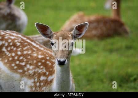 Ein weibliches europäisches Dama-Hirsch (Dama dama) schaut in die Kamera. Nahaufnahme mit einer Hirschherde im Hintergrund. Aufgenommen nahe Eemnes, Niederlande Stockfoto