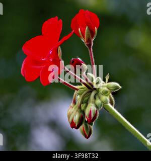 Schöne rote Geranienblüten und Knospen, schöne rote Balkonpflanze Geranie mit Blüten und Knospen, verschwommener grüner Hintergrund, schönes Konturlicht Stockfoto