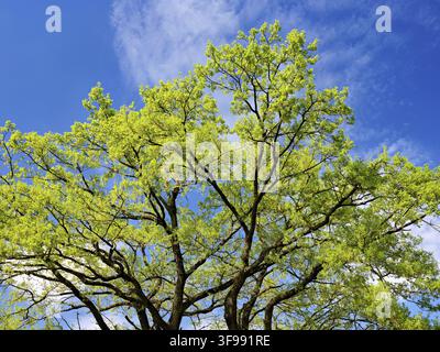 Eiche (Quercus robur), als die Blätter beginnen zu sprießen, Schoren, Muehlau, Freiamt, Kanton Aargau, Schweiz Stockfoto