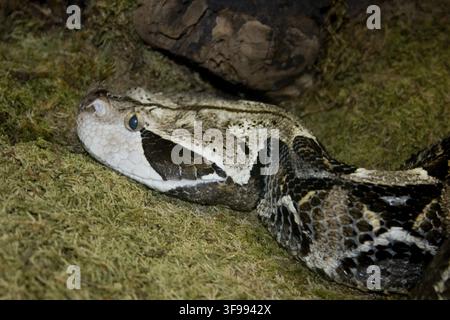 Gabunviper (Bitis gabonica), eine gefangene große, hochgiftige afrikanische Viper, die auf dem Boden ruht und ihren breiten Kopf und das charakteristische kryptische Muster zeigt Stockfoto
