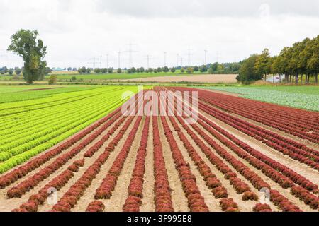 Lammkohl, Lollo bionda und Lollo rossa, Niedersachsen, Deutschland Stockfoto