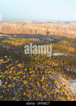 Luftaufnahme der einzigartigen Drachenblutbäume im Firmihin-Wald zur goldenen Stunde, mit schroffem felsigem Gelände und dramatischen Schatten in Asma, Socotra, Y Stockfoto