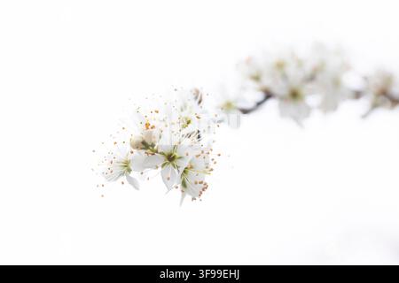Schwarzdorn, Schlehe, Prunus spinosa, Blüte, Schleswig-Holstein, Deutschland Stockfoto