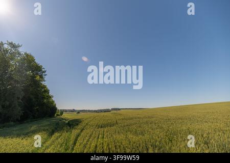 Das Sonnenlicht badet die weitläufigen Felder in einem warmen Glanz, während smaragdgrüne Bäume den Weg zum Horizont säumen. Ein Gefühl der Ruhe erfüllt die Luft in diesem p Stockfoto