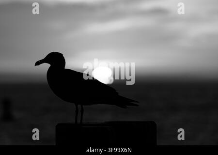 Silhouette eines Möwen, die bei Sonnenuntergang auf einem Zaun sitzt. Warmer orangefarbener Himmel leuchtet hinter dem Horizont. Das Meer spiegelt die goldenen Töne der untergehenden Sonne wider. Ruhige Gewässer Stockfoto