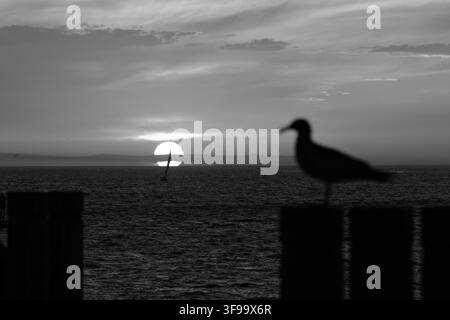 Silhouette eines Möwen, die bei Sonnenuntergang auf einem Zaun sitzt. Warmer orangefarbener Himmel leuchtet hinter dem Horizont. Das Meer spiegelt die goldenen Töne der untergehenden Sonne wider. Ruhige Gewässer Stockfoto