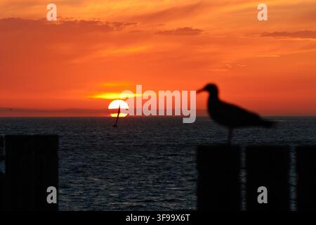 Silhouette eines Möwen, die bei Sonnenuntergang auf einem Zaun sitzt. Warmer orangefarbener Himmel leuchtet hinter dem Horizont. Das Meer spiegelt die goldenen Töne der untergehenden Sonne wider. Ruhige Gewässer Stockfoto