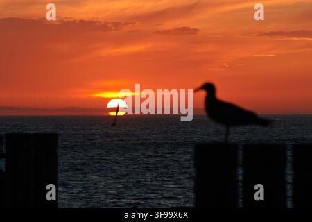 Silhouette eines Möwen, die bei Sonnenuntergang auf einem Zaun sitzt. Warmer orangefarbener Himmel leuchtet hinter dem Horizont. Das Meer spiegelt die goldenen Töne der untergehenden Sonne wider. Ruhige Gewässer Stockfoto